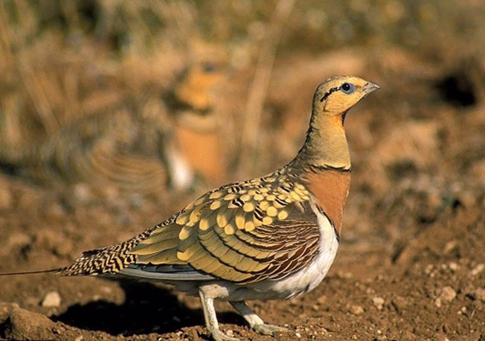 SEO/BirdLife estudiará con geolocalización las consecuencias del cambio climático en las rutas migratorias de las aves