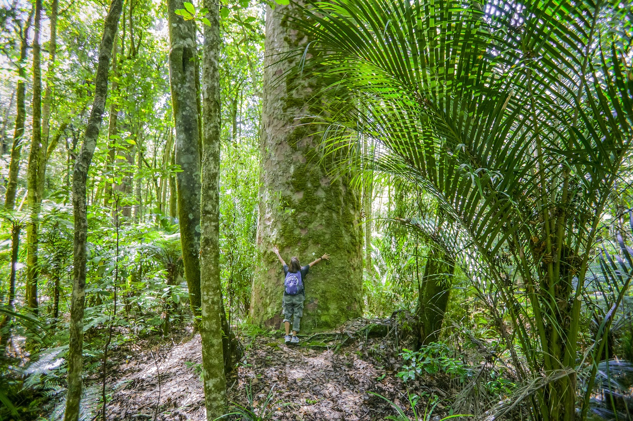Bosque de Waipoua, Nueva Zelanda