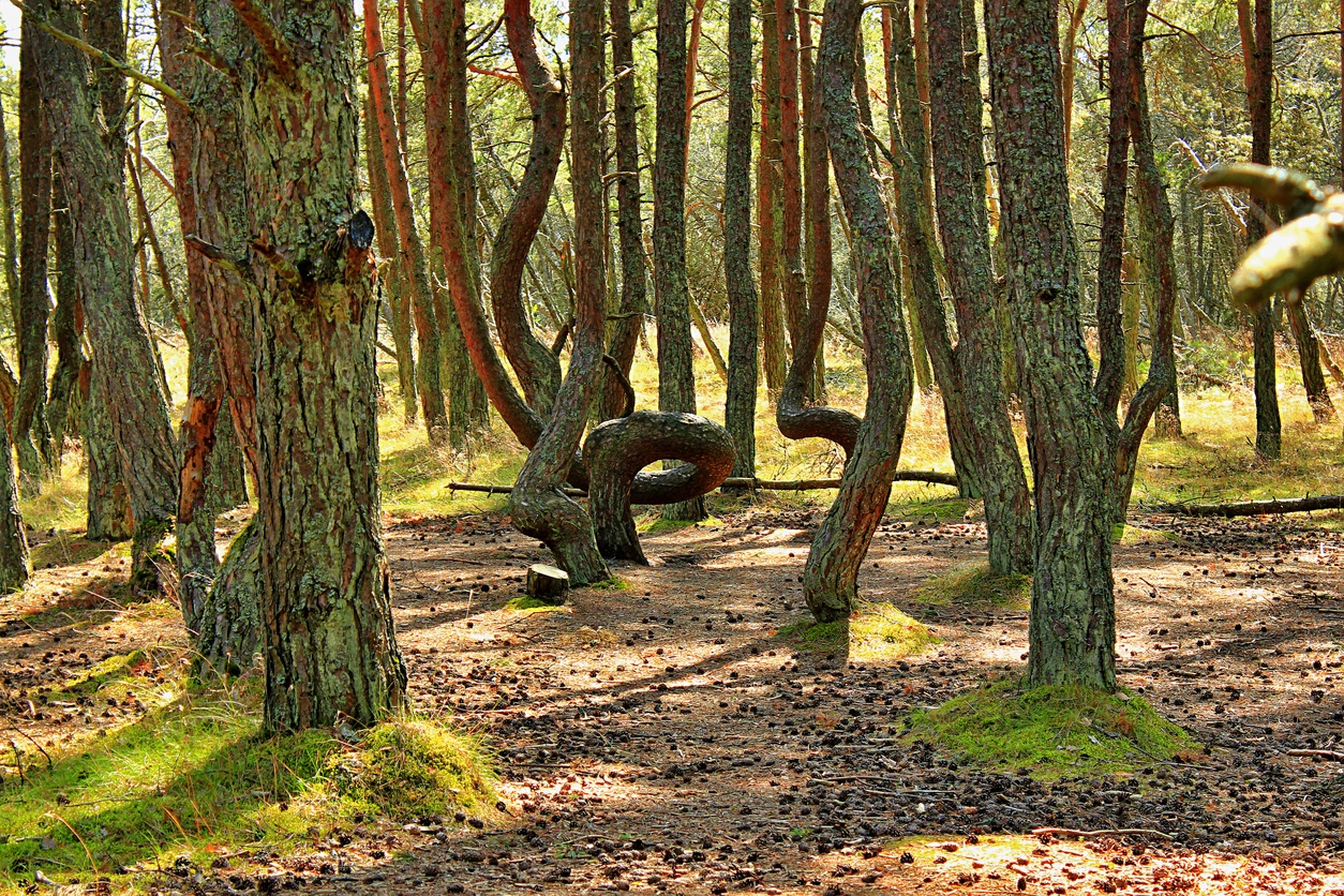 Forêt dansante, Russie