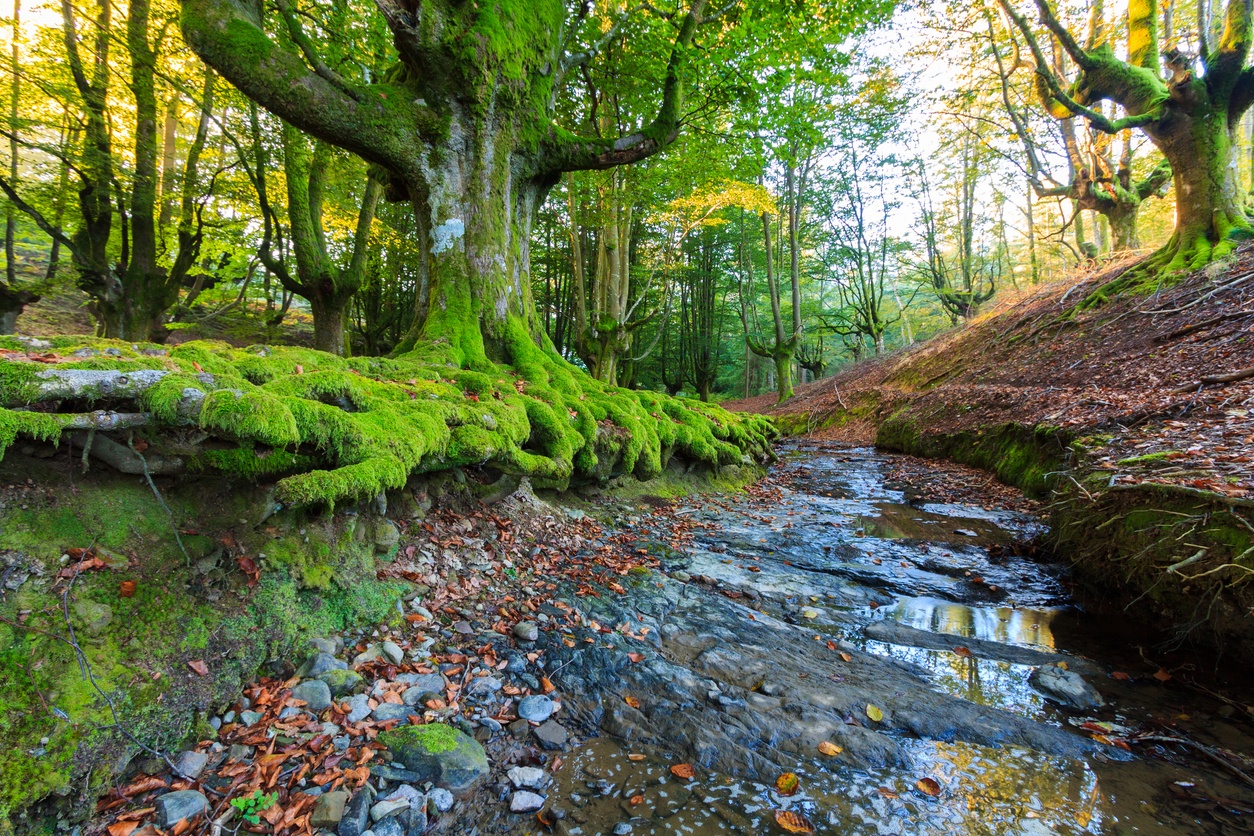 Otzarreta Beech Forest, Basque Country, Spain
