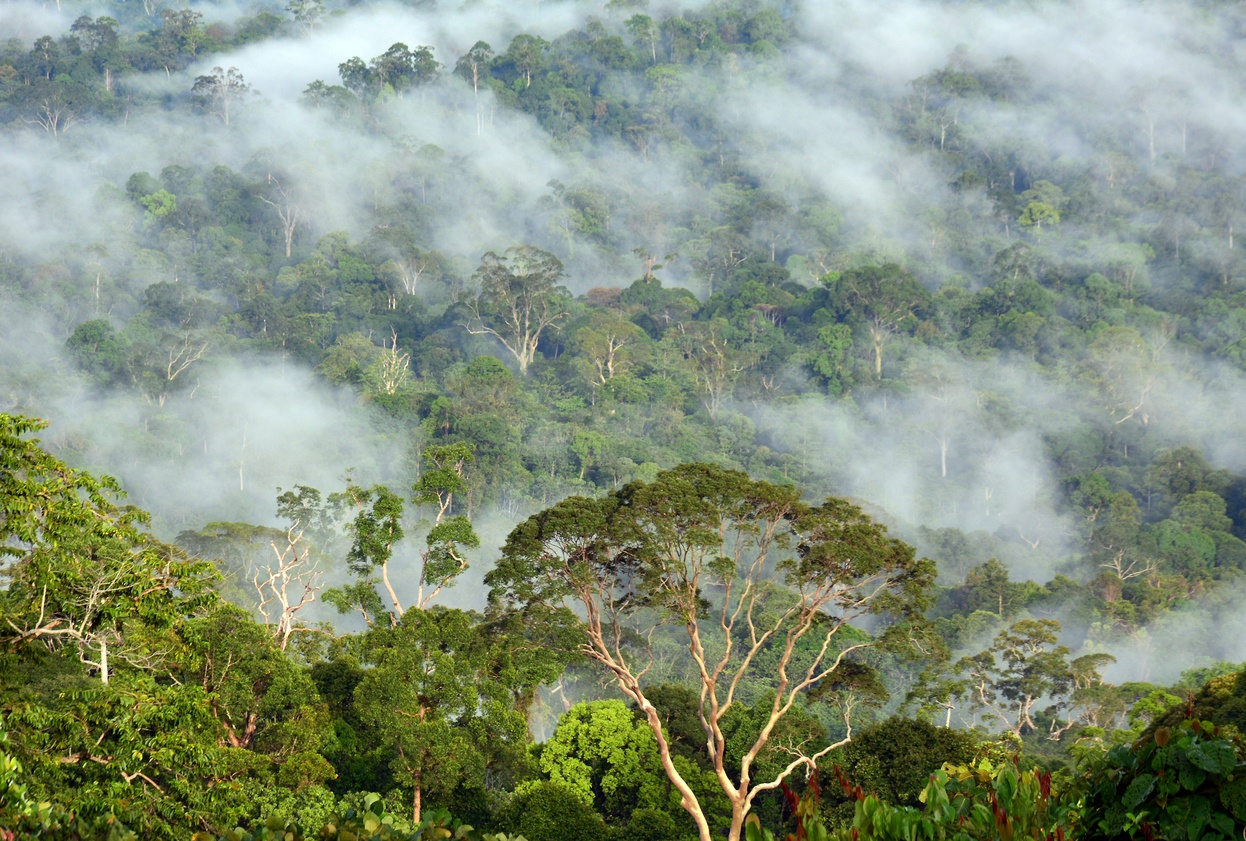Forêt tropicale de basse altitude, Bornéo