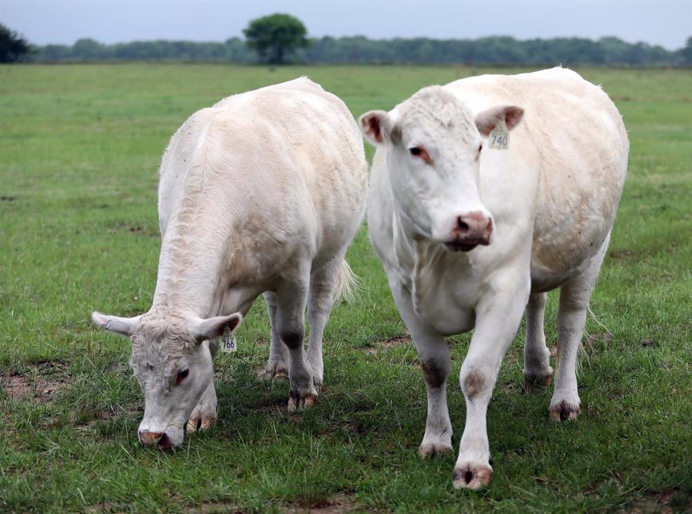 18.000 Kühe werden bei einer Explosion auf einer Farm in Texas (USA) getötet