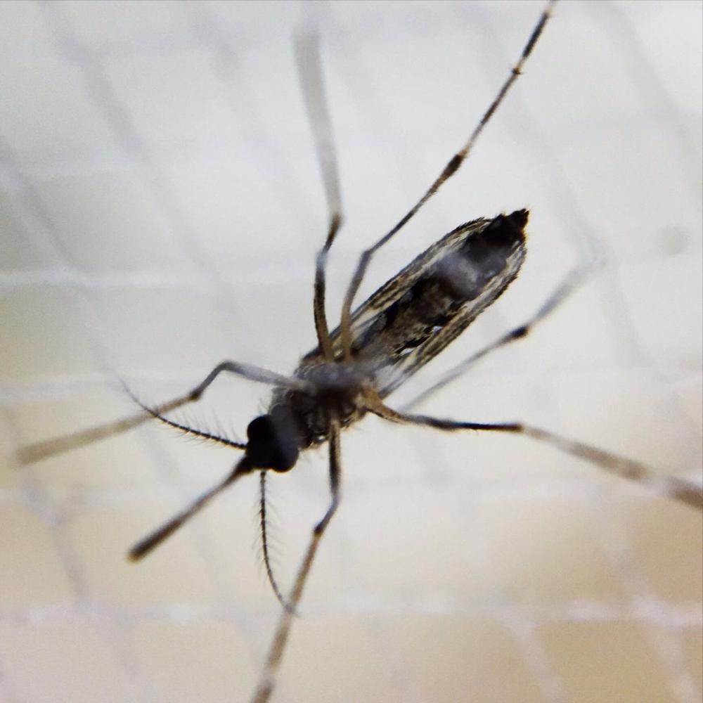 Dos nuevos fallecidos en Buenos Aires elevan a 35 el número de muertos por dengue en Argentina