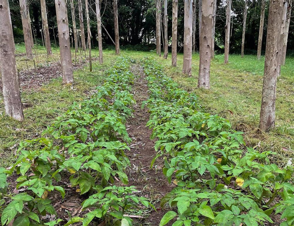 Plantación