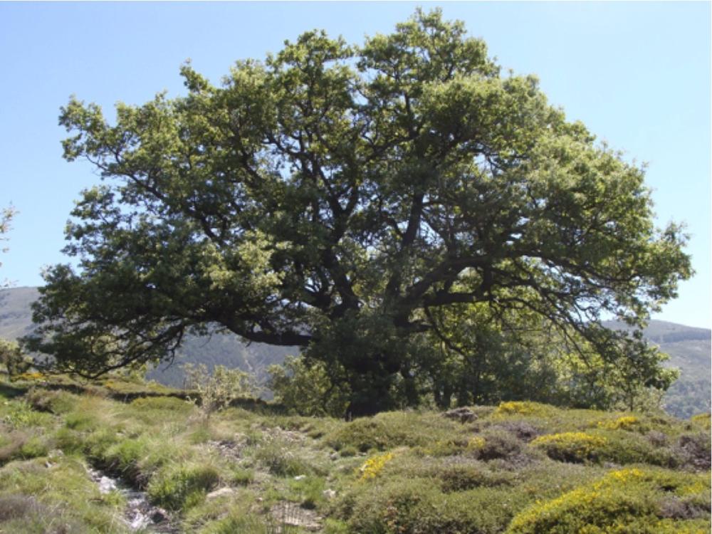 Quercus