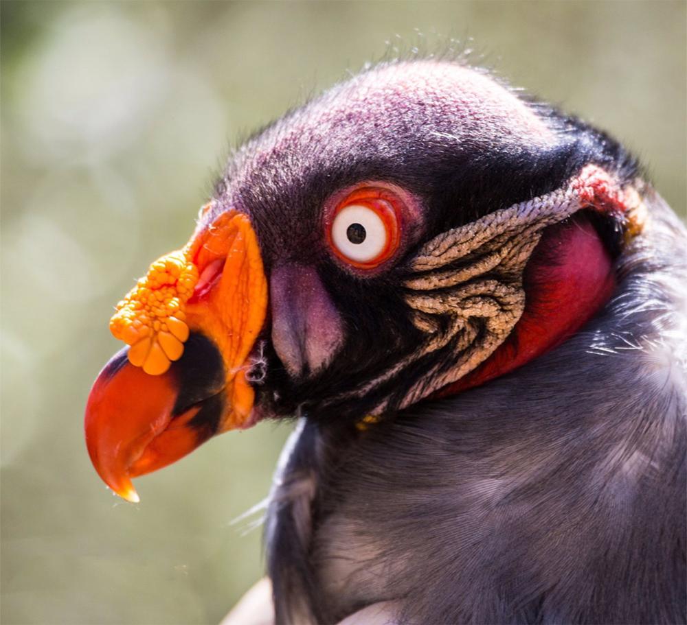 El Gallinazo Rey O Cóndor De La Selva (Sarcoramphus Papa)