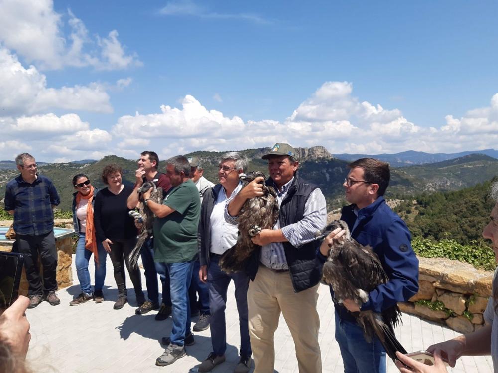 Transición Ecológica introduce 3 jóvenes quebrantahuesos en el Parque Natural de la Tinença de Benifassà (Castellón)